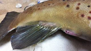 10613047_531358010332742_1083547194794577208_n