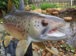 Brown Trout Mount