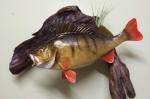 taxidermy perch