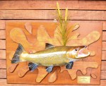 Male brown trout/ taxidermy