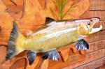 Brown trout mount