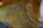 Brown trout mount coloration