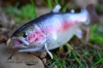 Rainbow Trout Mount 2
