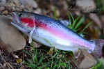 Rainbow Trout Mount