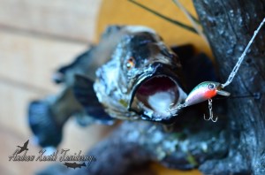 River Blackfish Mount